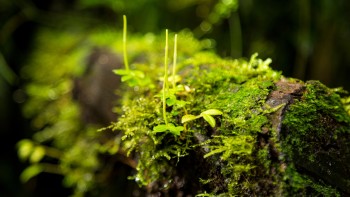 Koronavírus tudnivalók